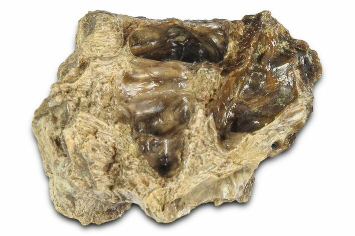 Fossil Tyrannosaur (T rex) Bone Section - Wyoming #382636
